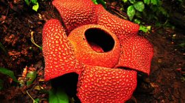 Bunga bangkai Rafflesia Arnoldi