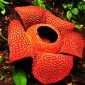 Bunga bangkai Rafflesia Arnoldi