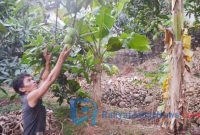  Petani buah Mangga Gedong Gincu Majalengka mengeluhkan minimnya perhatian Pemerintah Daerah (Pemda).