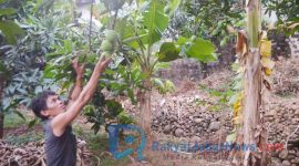  Petani buah Mangga Gedong Gincu Majalengka mengeluhkan minimnya perhatian Pemerintah Daerah (Pemda).