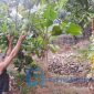  Petani buah Mangga Gedong Gincu Majalengka mengeluhkan minimnya perhatian Pemerintah Daerah (Pemda).