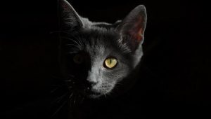 Cat Lovers Indonesia Pecinta Kucing Indonesiaberanda Cat Lovers Indonesia Pecinta Kucing Indonesiaberanda
