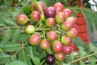 Buah Manjakani