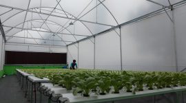 Smart green house, DKPPP Kota Cirebon.
