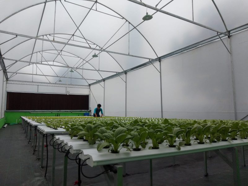 Smart green house, DKPPP Kota Cirebon.
