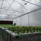 Smart green house, DKPPP Kota Cirebon.
