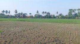 Dinas Pertanian Kabupaten Bekasi tengah melakukan dan menyusun langkah menangani lahan sawah terdampak kekeringan di sejumlah wilayah.
