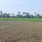 Dinas Pertanian Kabupaten Bekasi tengah melakukan dan menyusun langkah menangani lahan sawah terdampak kekeringan di sejumlah wilayah.
