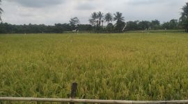 tiga kecamatan seperti Bojongmangu, Cibarusah, Serang Baru, memasuki awal musim panen.