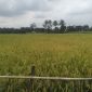 tiga kecamatan seperti Bojongmangu, Cibarusah, Serang Baru, memasuki awal musim panen.