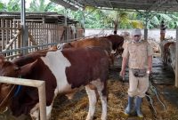 Petugas dari Dinas Pertanian Kabupaten Bekasi melakukan vaksinasi PMK pada hewan ternak sapi.