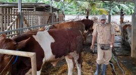 Petugas dari Dinas Pertanian Kabupaten Bekasi melakukan vaksinasi PMK pada hewan ternak sapi.