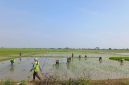 Petani mengelola lahan sawah di Kabupaten Bekasi sebagai bagian dari upaya menjaga produktivitas di tengah potensi musim kemarau.