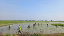Petani mengelola lahan sawah di Kabupaten Bekasi sebagai bagian dari upaya menjaga produktivitas di tengah potensi musim kemarau.