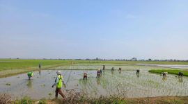 Petani mengelola lahan sawah di Kabupaten Bekasi sebagai bagian dari upaya menjaga produktivitas di tengah potensi musim kemarau.