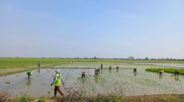 Petani mengelola lahan sawah di Kabupaten Bekasi sebagai bagian dari upaya menjaga produktivitas di tengah potensi musim kemarau.