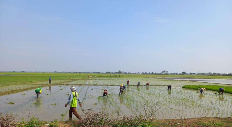 Petani mengelola lahan sawah di Kabupaten Bekasi sebagai bagian dari upaya menjaga produktivitas di tengah potensi musim kemarau.