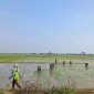 Petani mengelola lahan sawah di Kabupaten Bekasi sebagai bagian dari upaya menjaga produktivitas di tengah potensi musim kemarau.